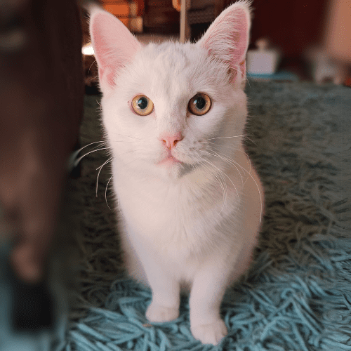 Marshmallow the cat